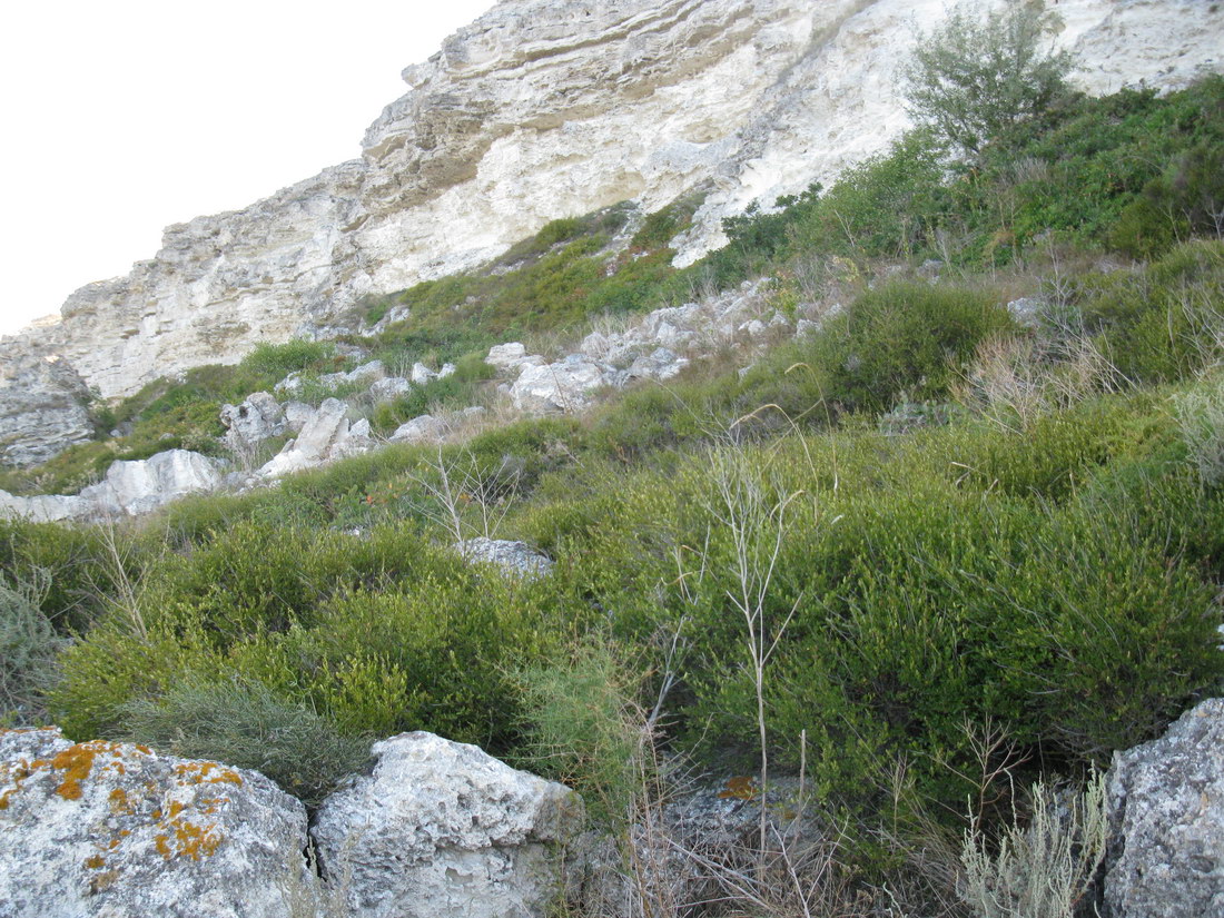 Джангуль, image of landscape/habitat.