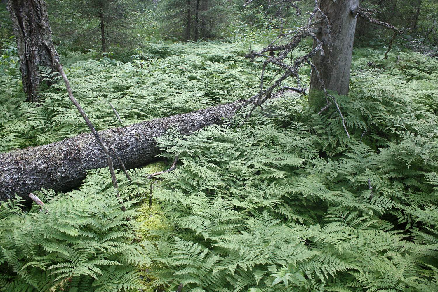 Уфтюго-Илешский массив, image of landscape/habitat.