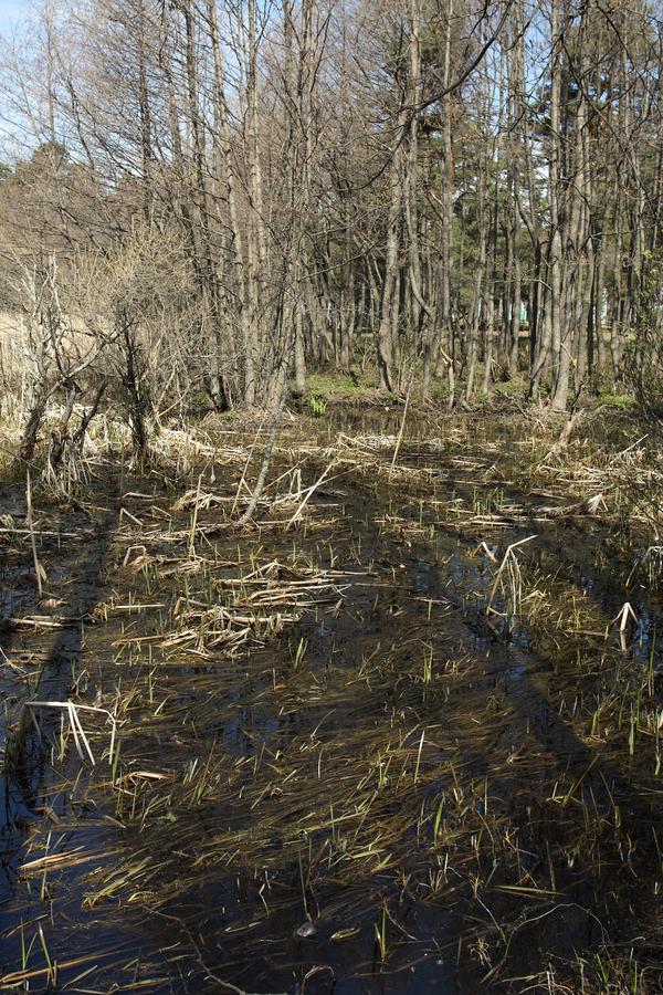 Большая Ижора, image of landscape/habitat.