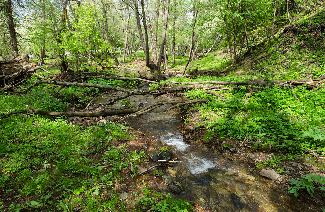 Большеарслангулово, image of landscape/habitat.