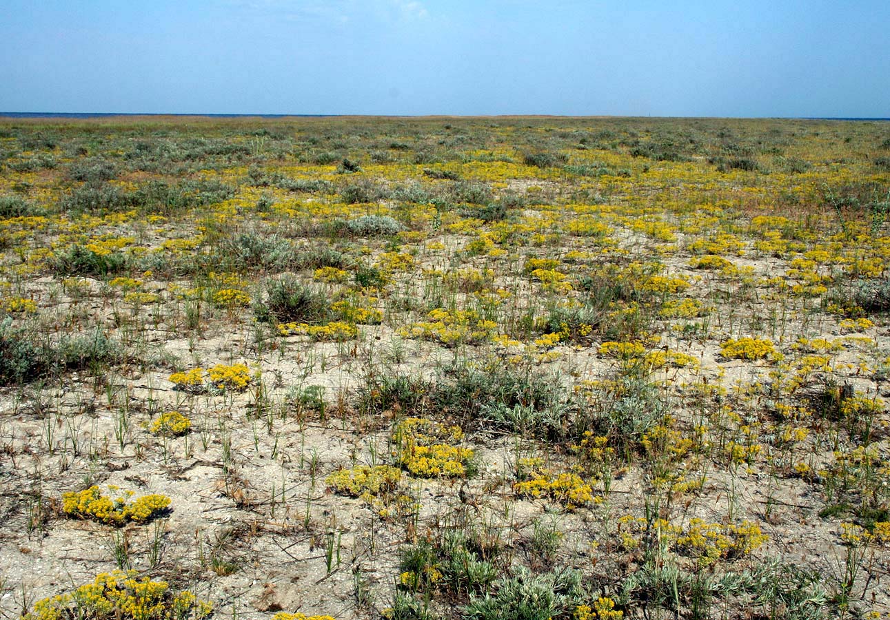 Тендровская коса, заповедник, image of landscape/habitat.