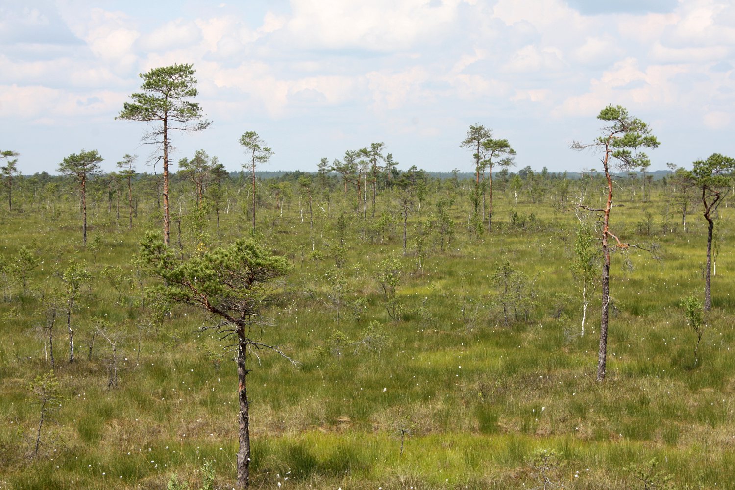 Соомаа, image of landscape/habitat.