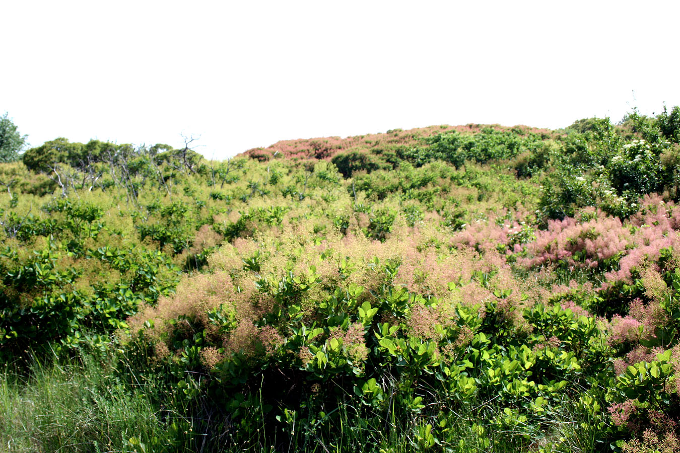 Тендровский маяк, image of landscape/habitat.