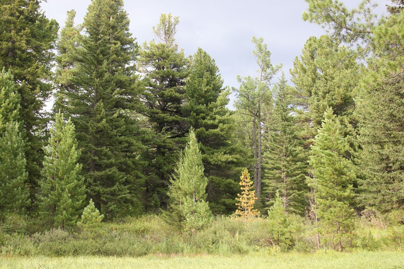 Среднее Мультинское озеро, image of landscape/habitat.