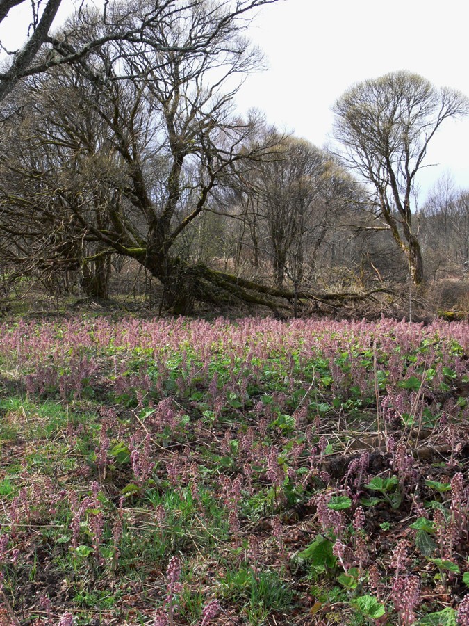 Матвейково, image of landscape/habitat.