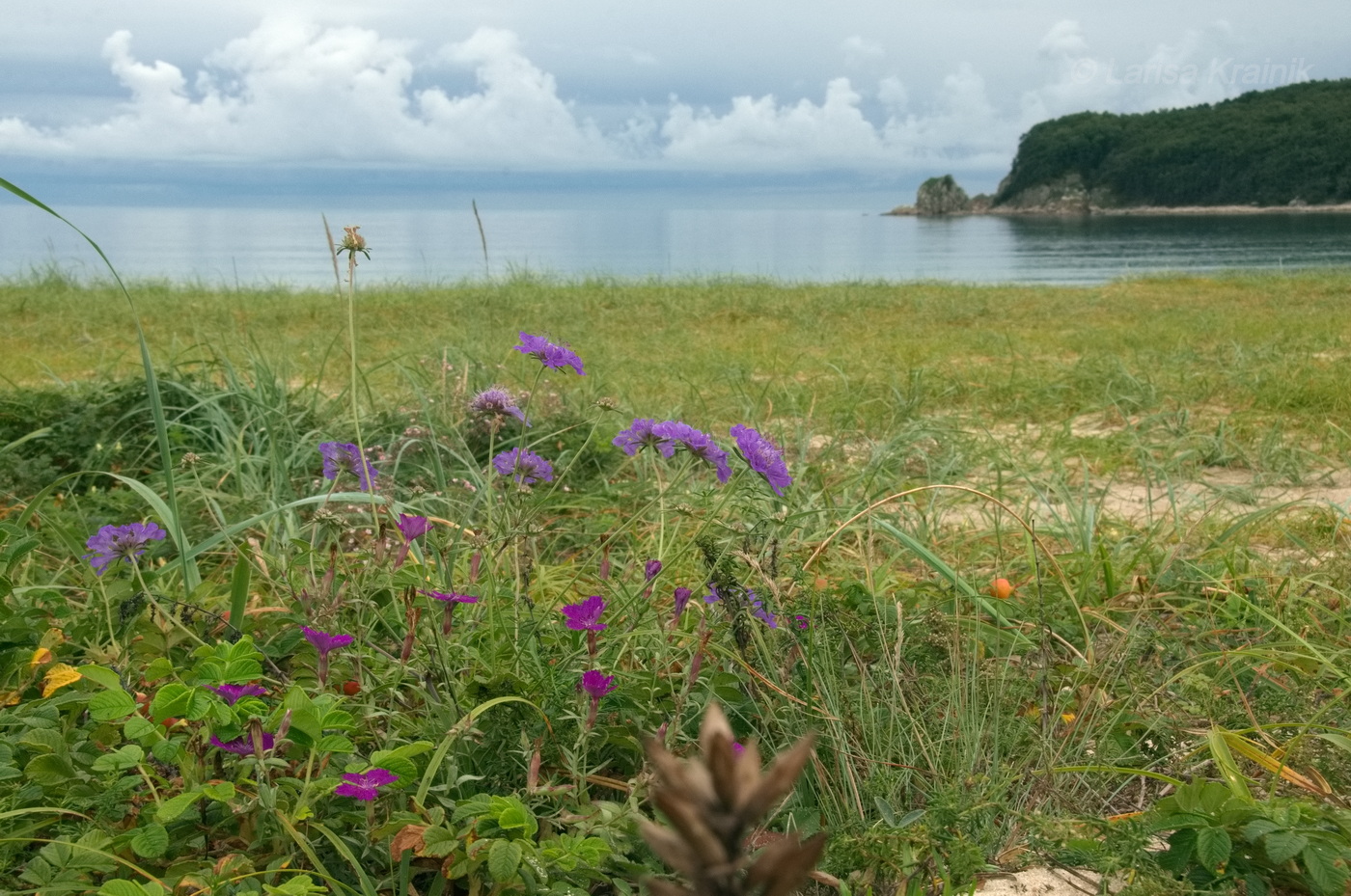 Остров Петрова, image of landscape/habitat.