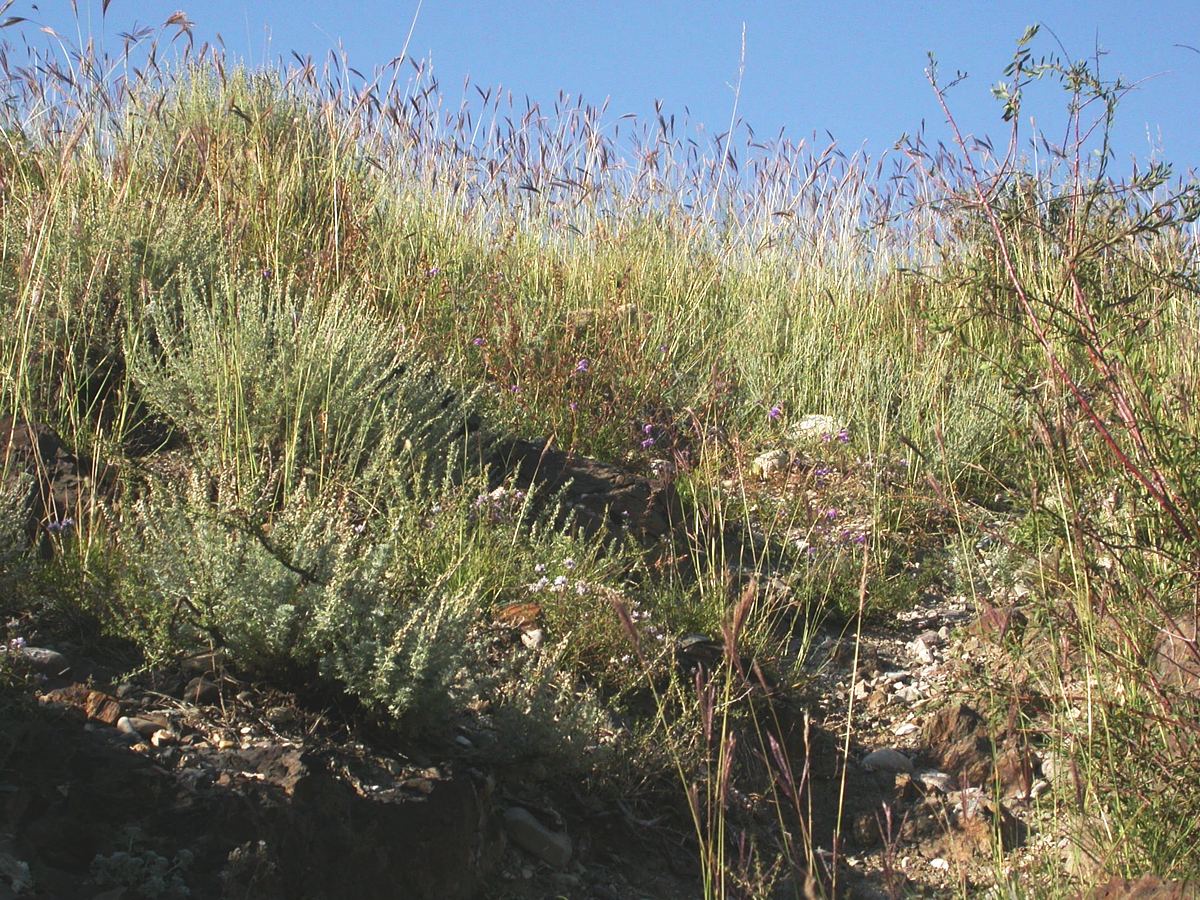 Шет-Мерке, image of landscape/habitat.