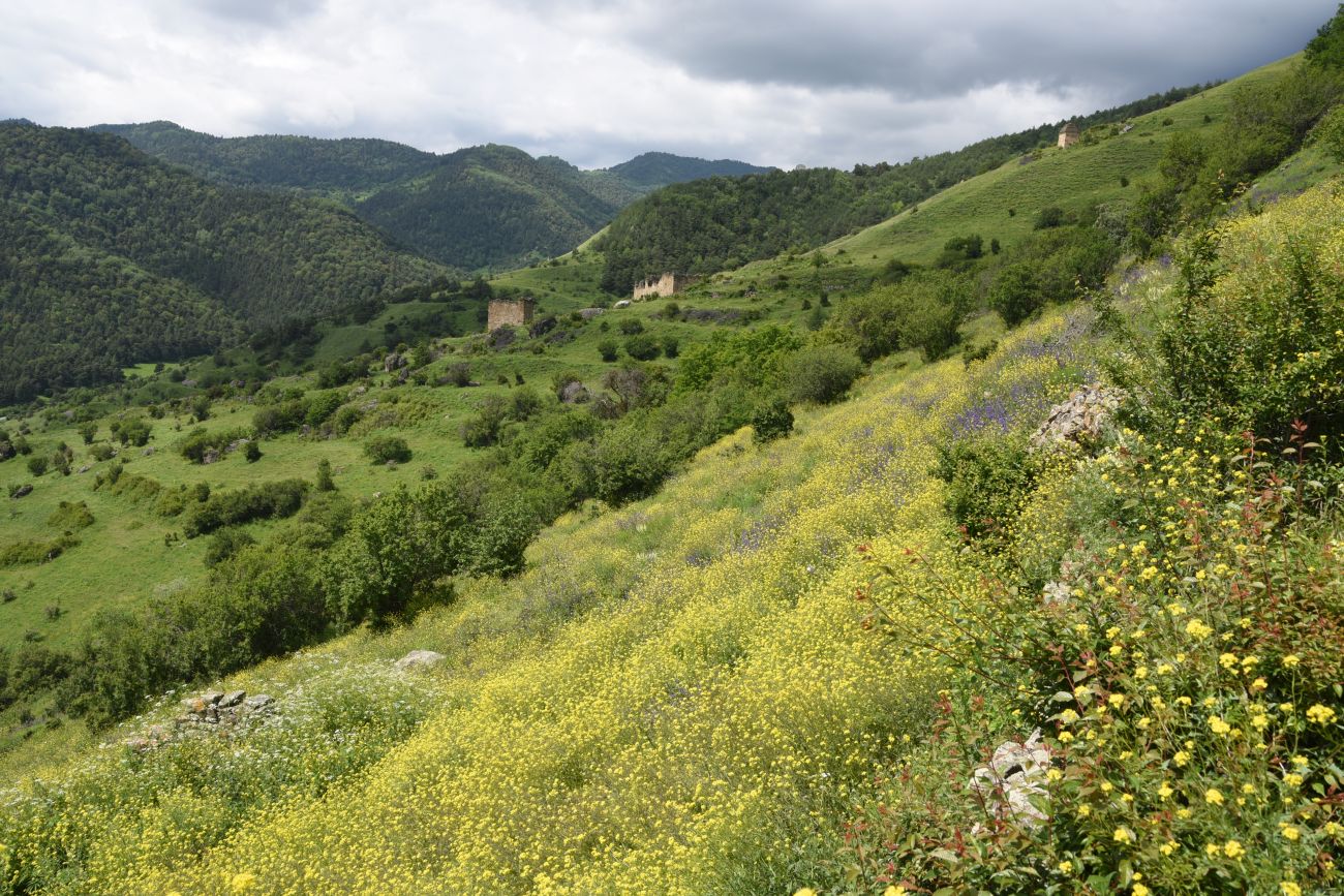 Бархане и окрестности, image of landscape/habitat.