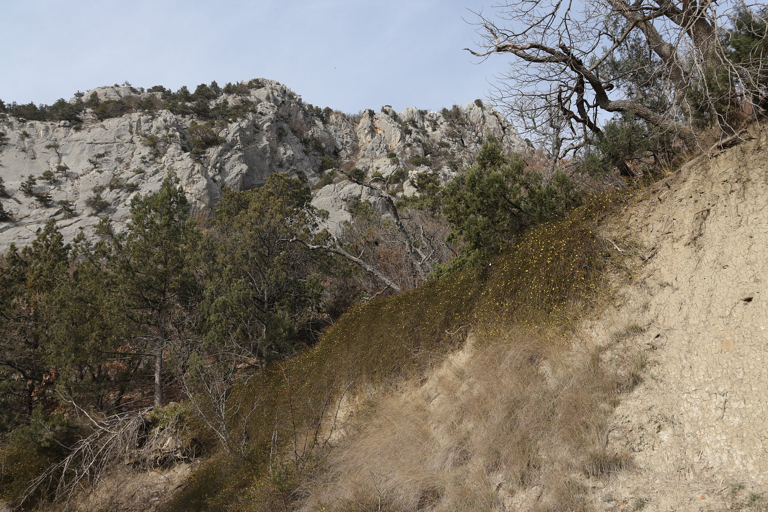 Ласпи, image of landscape/habitat.