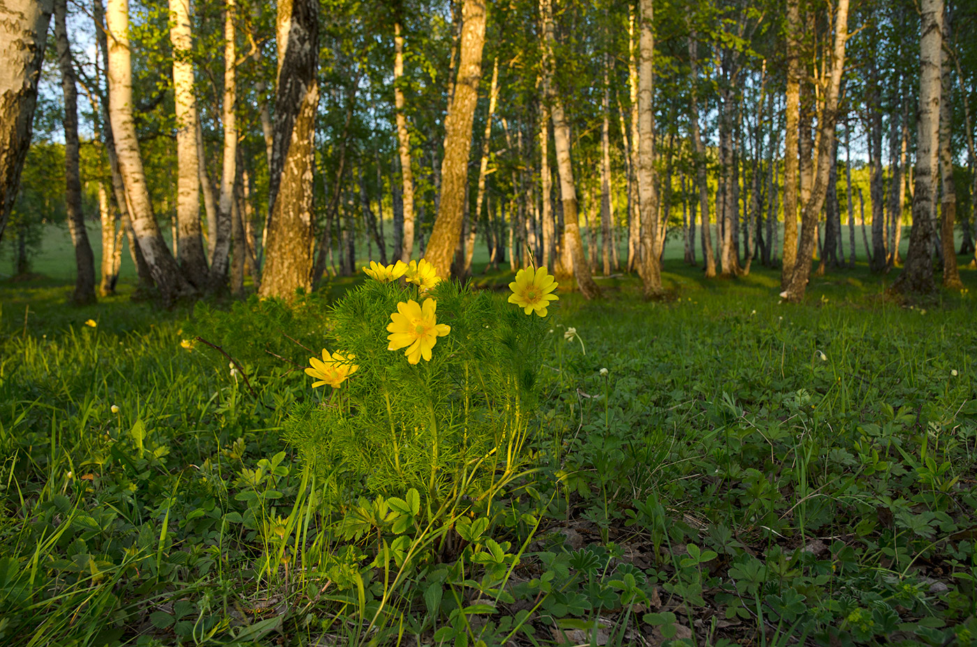 Яльчигулово и окрестности, image of landscape/habitat.