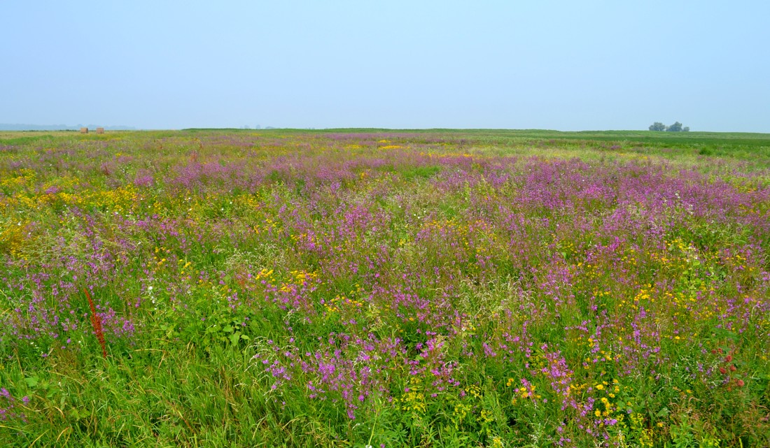 Вершина дельты Волги, image of landscape/habitat.