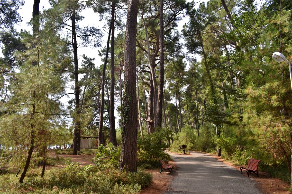 Пицунда, image of landscape/habitat.