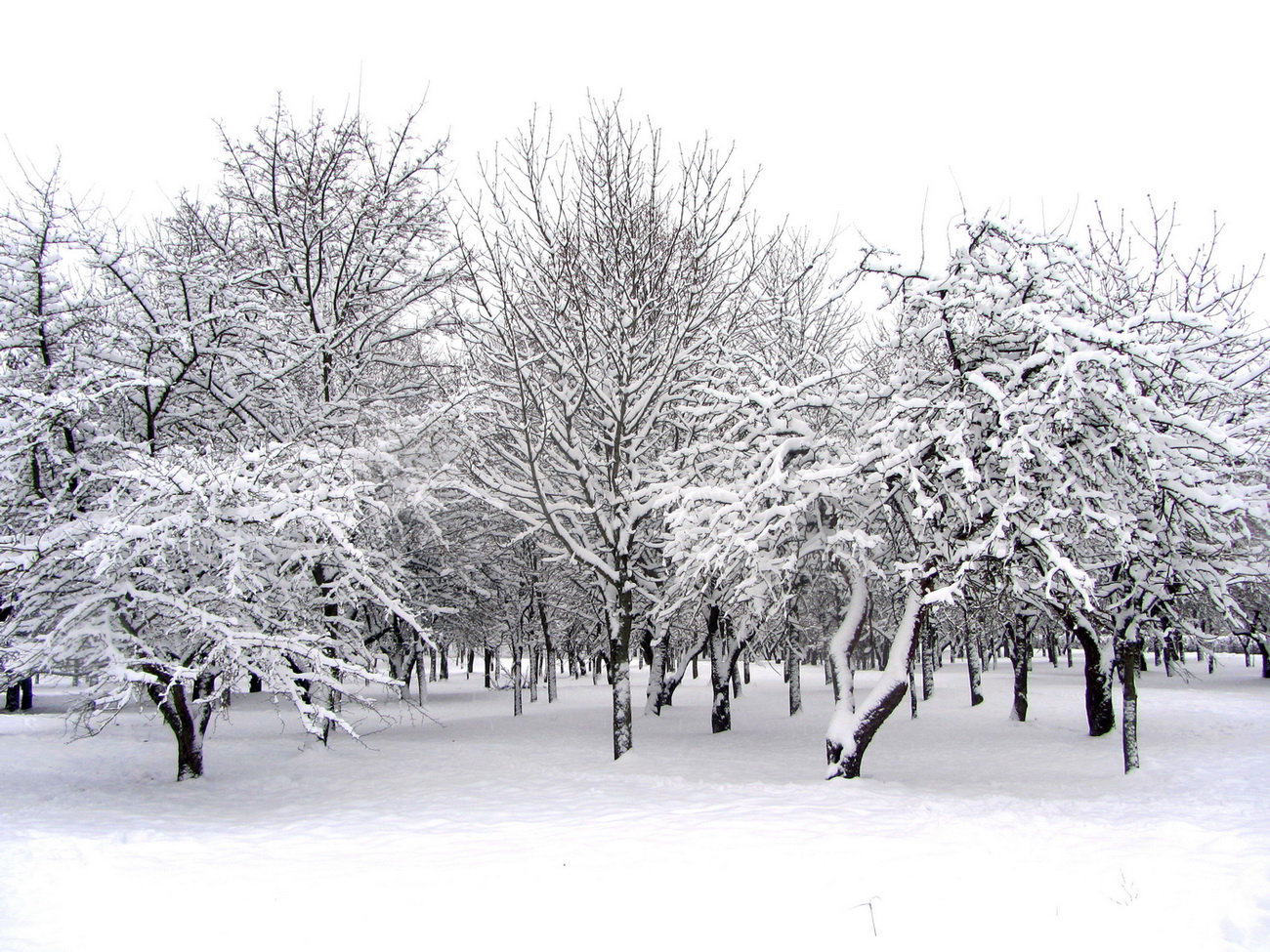 Парк Грековой, image of landscape/habitat.