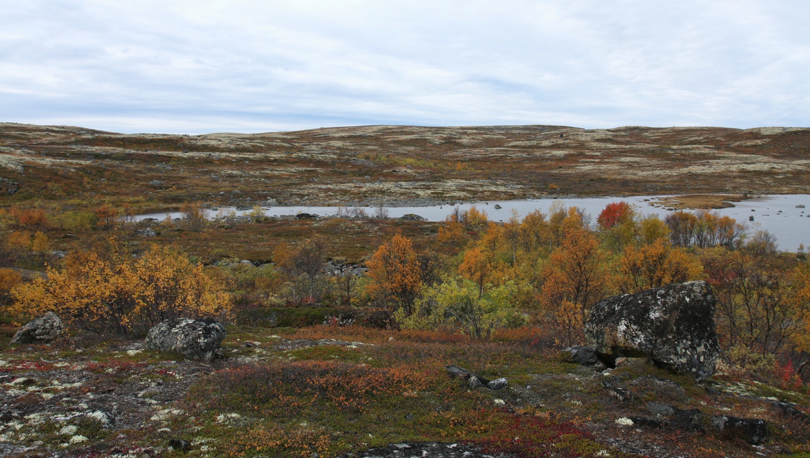 Тундра у Печенгской дороги, image of landscape/habitat.