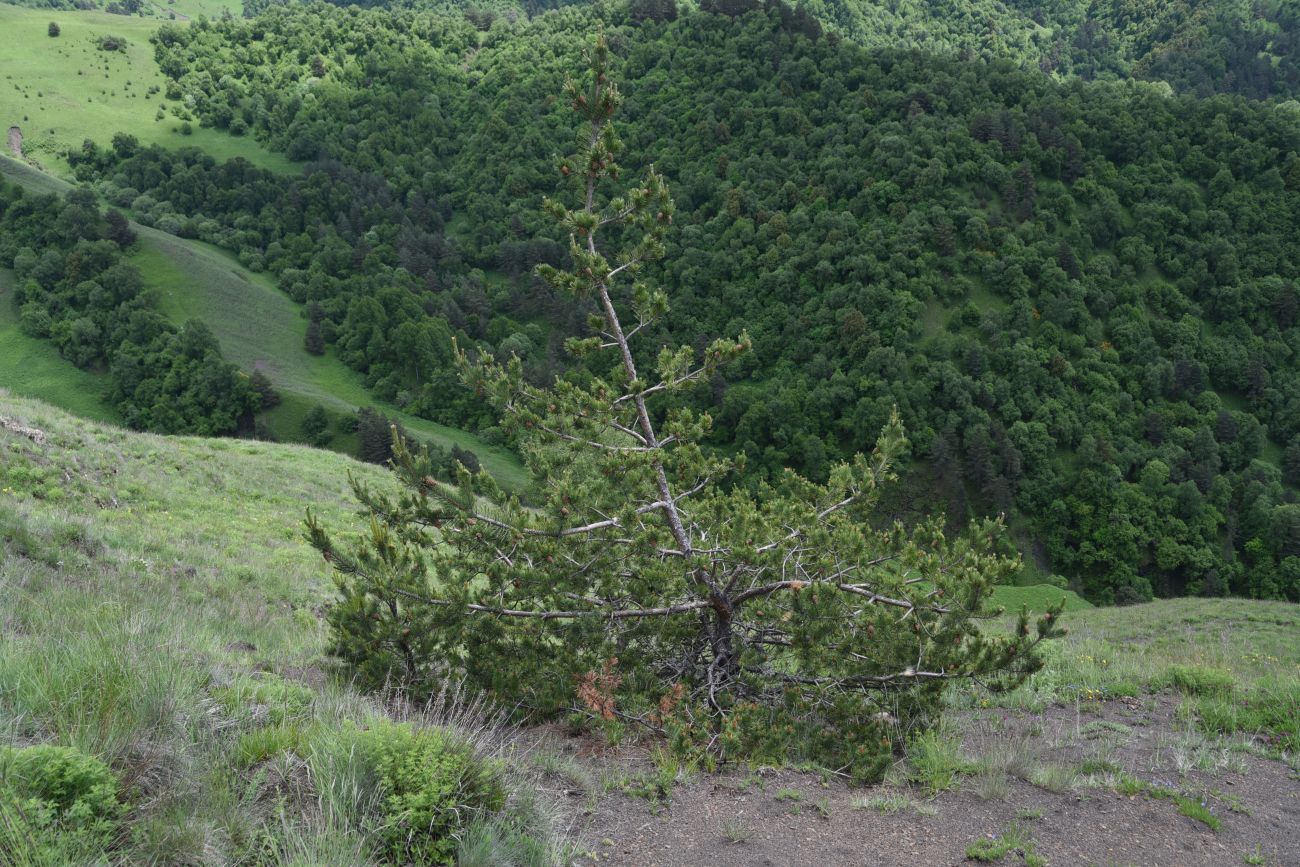 Окрестности урочища Мухул, image of landscape/habitat.