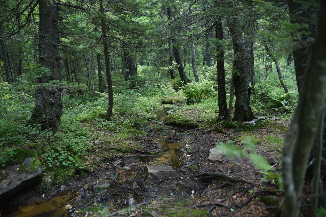 Приют «Таганай», image of landscape/habitat.