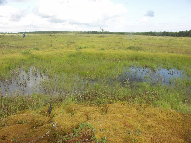 Болото Большой мох, image of landscape/habitat.