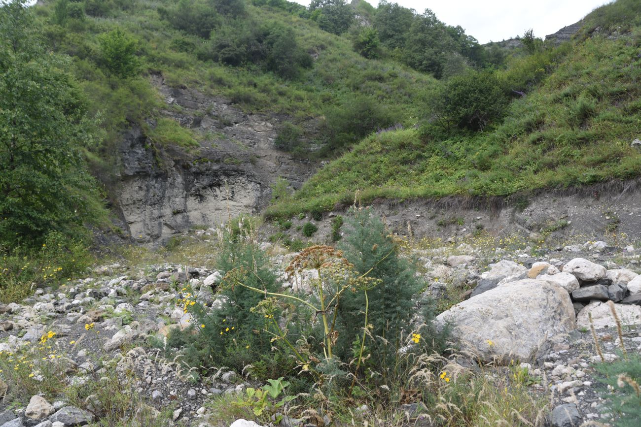 Ещё один левый приток Цесиахк, image of landscape/habitat.