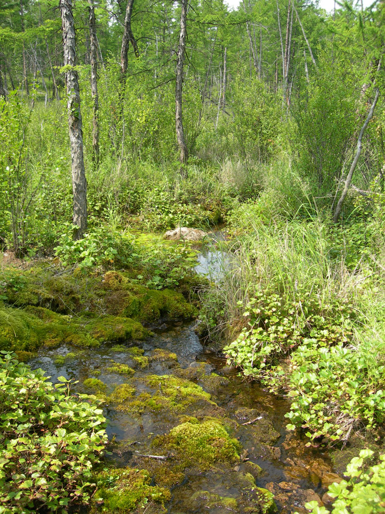 Читинка, верховье, image of landscape/habitat.