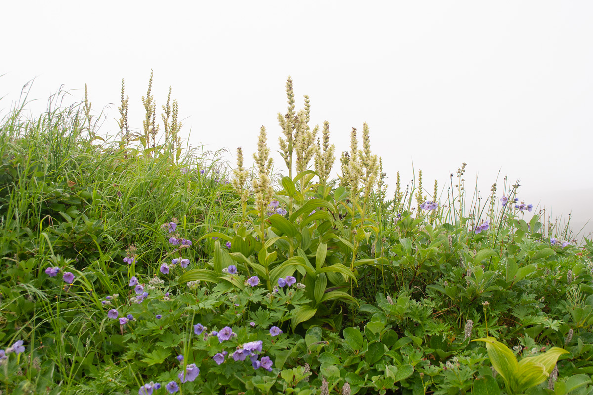 Дачные термальные источники, image of landscape/habitat.