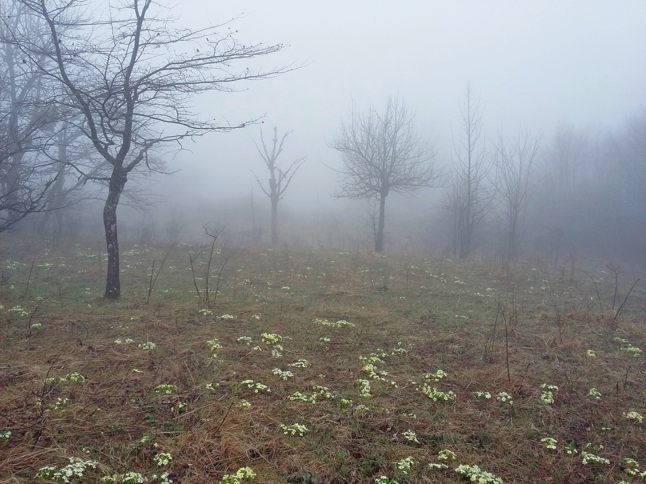 Плесецкая щель, изображение ландшафта.