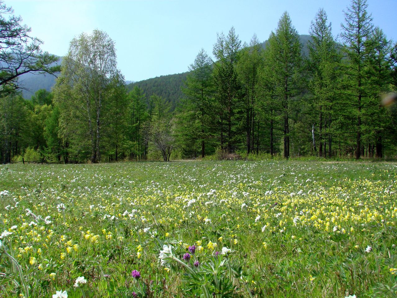 Ушканья падь, image of landscape/habitat.