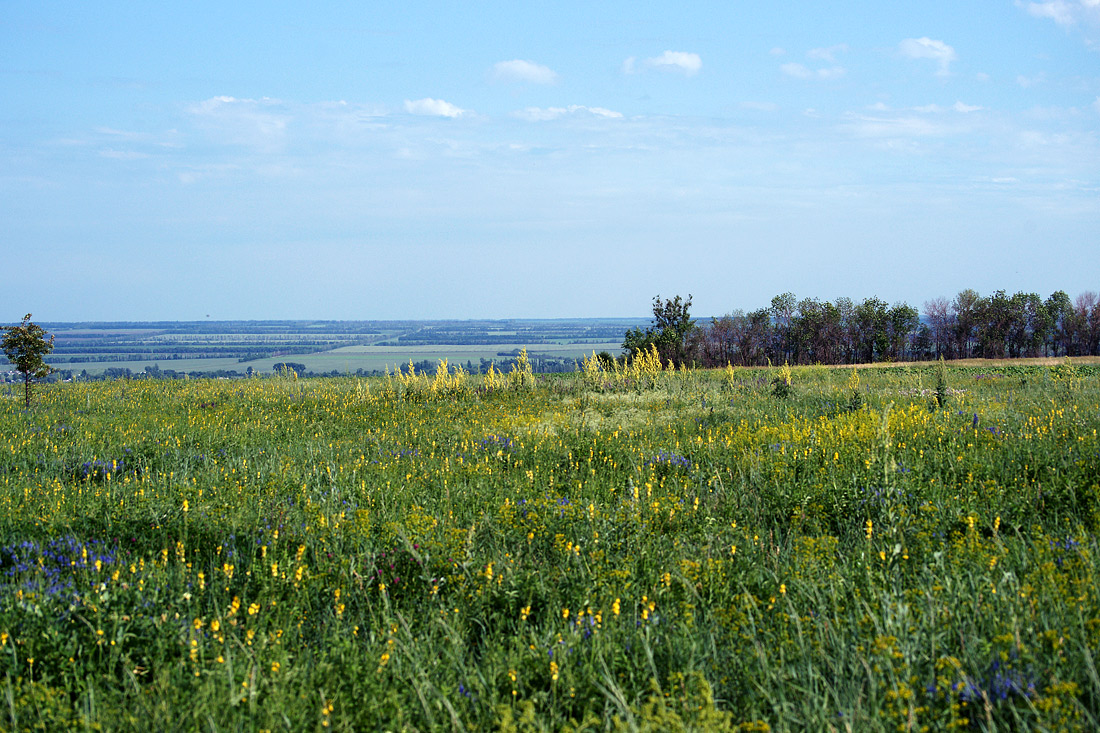 Шипов лес, image of landscape/habitat.