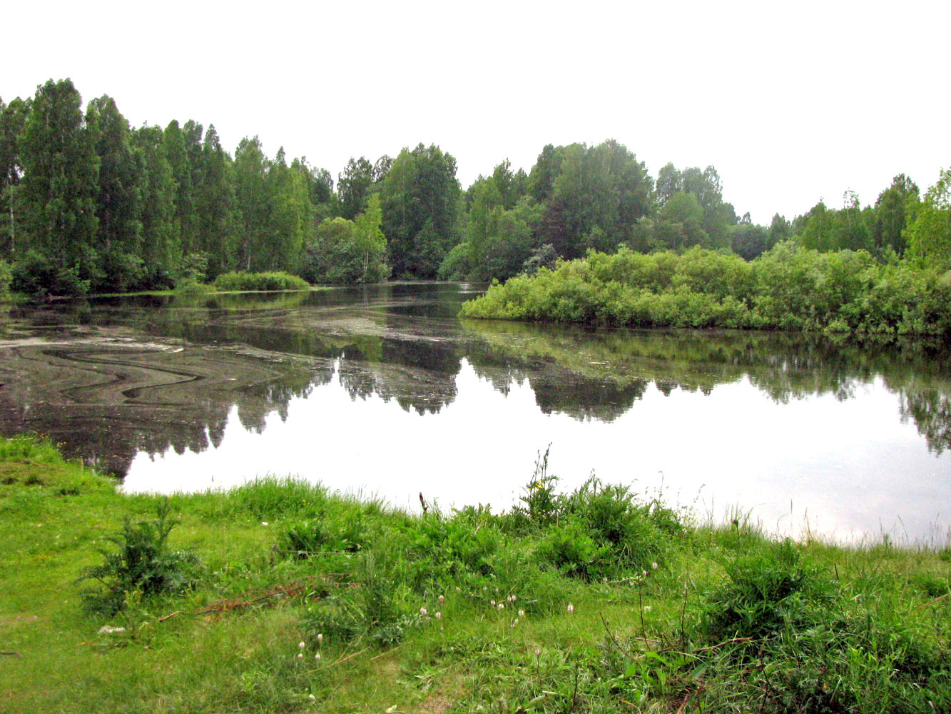 Река Реня, image of landscape/habitat.