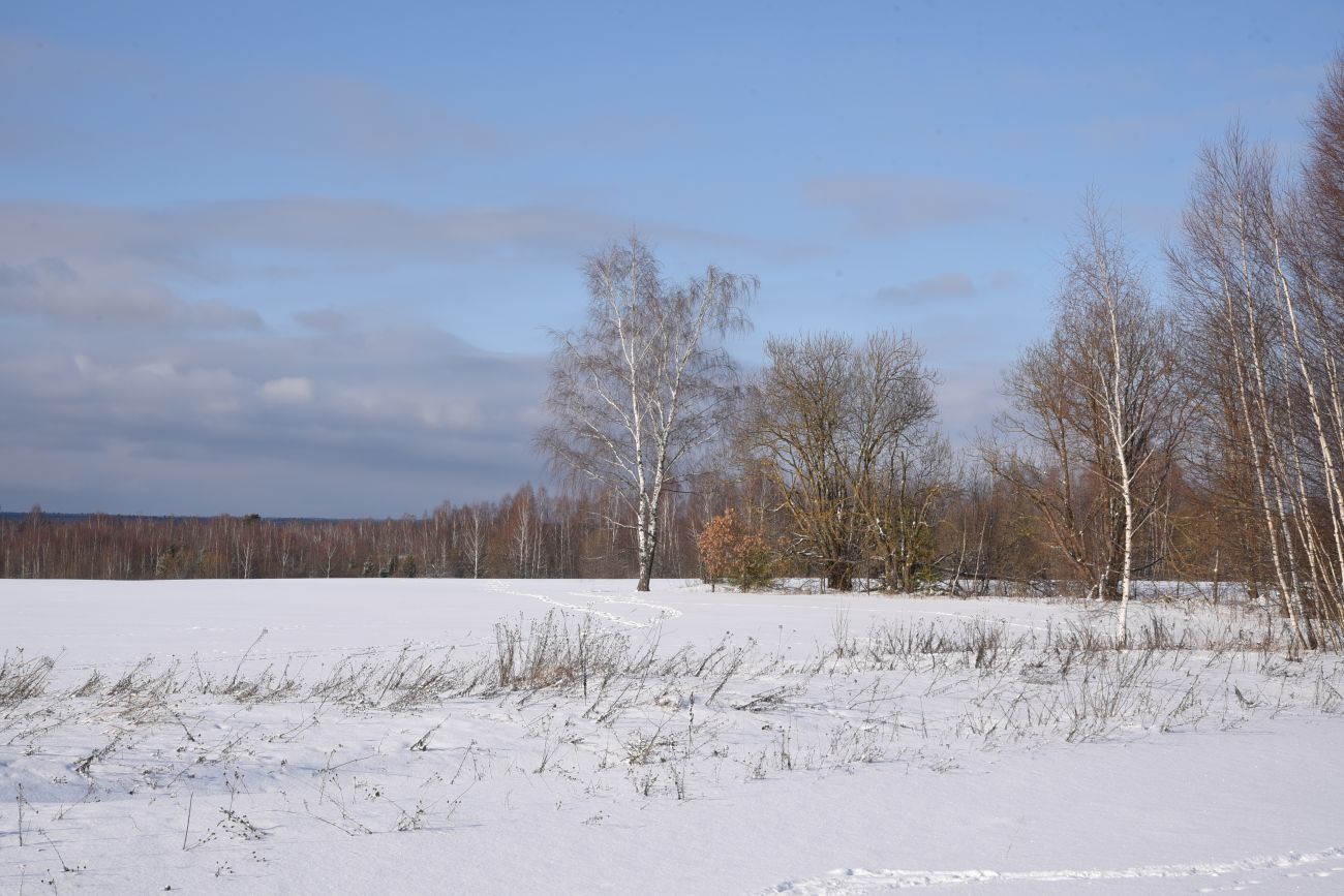 Окрестности деревни Чёлохово, image of landscape/habitat.