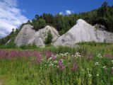 Долина Томи южнее Томска, image of landscape/habitat.