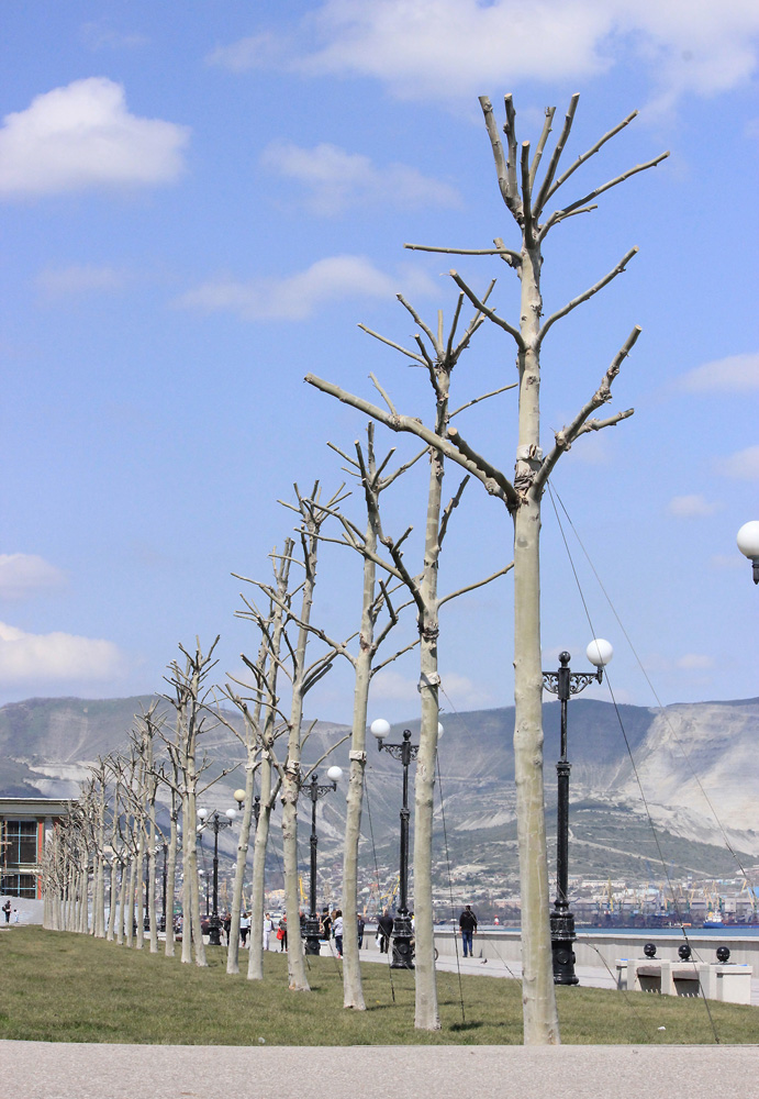 Новороссийск, image of landscape/habitat.