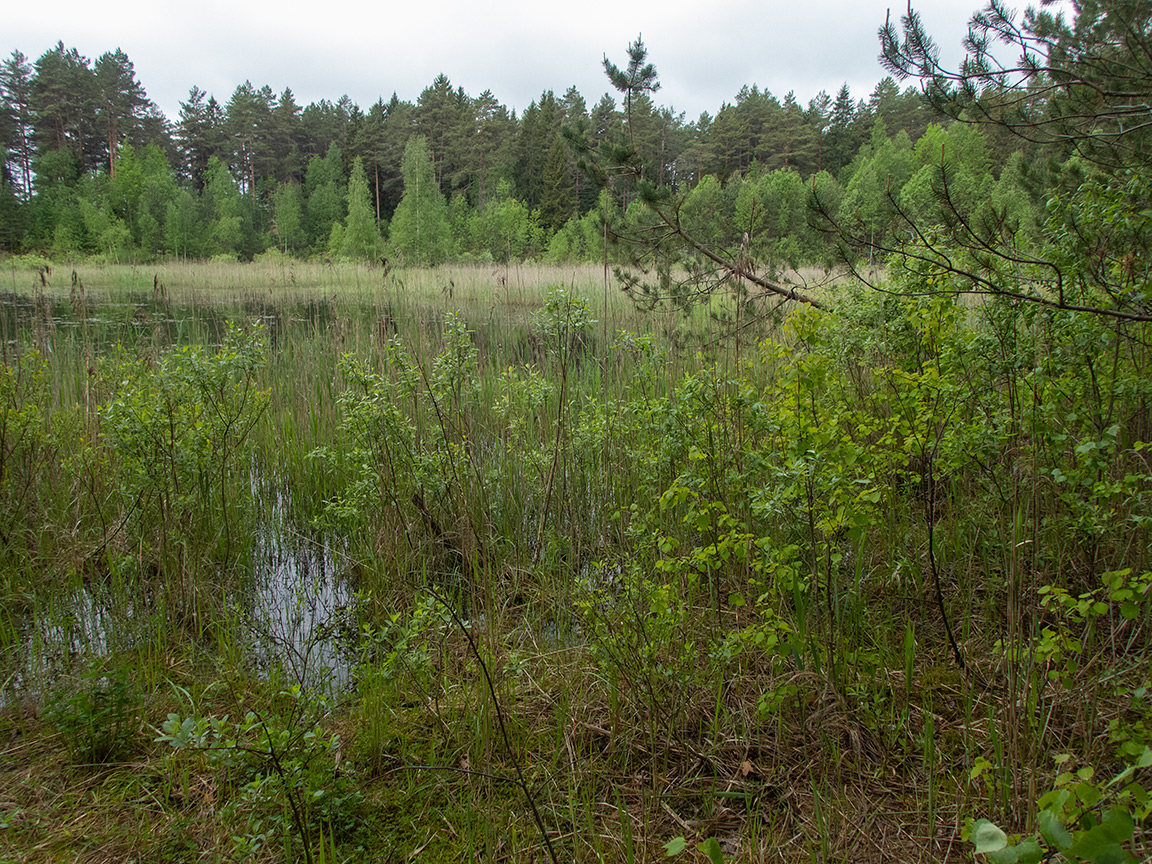 Замятино, image of landscape/habitat.