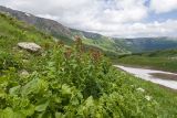 Гузерипльский перевал, image of landscape/habitat.