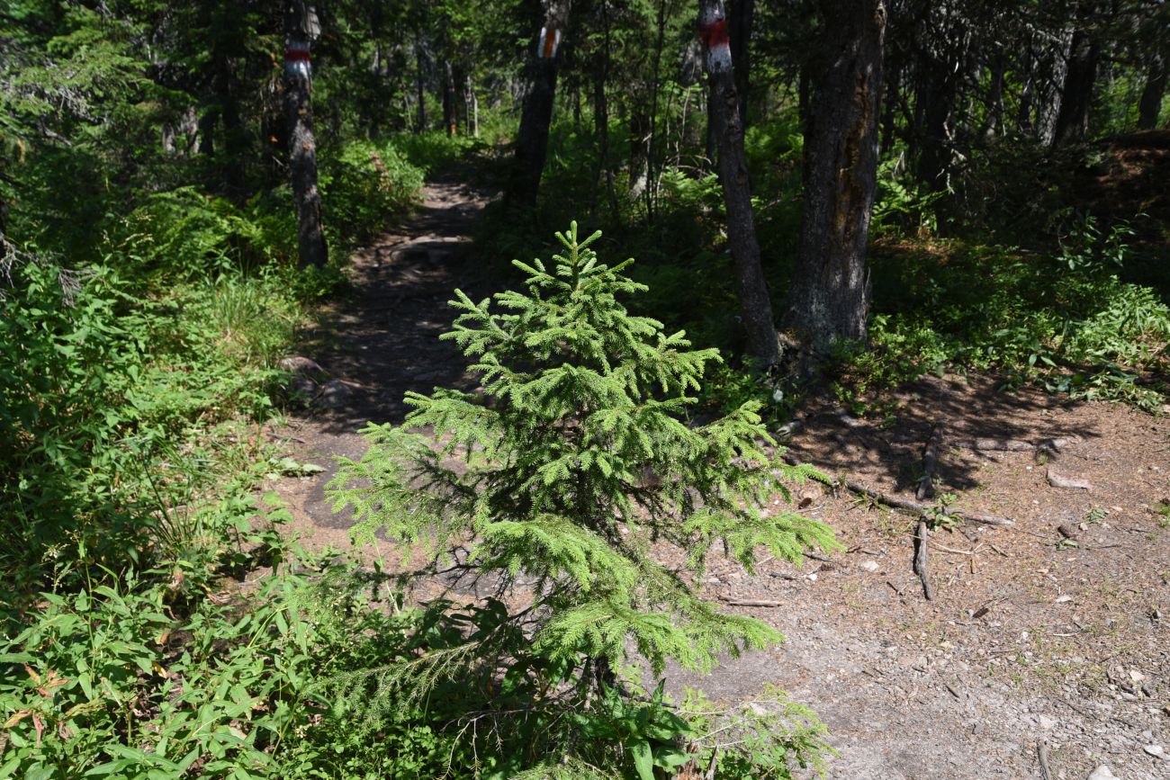 Урочище Долина Сказок, image of landscape/habitat.