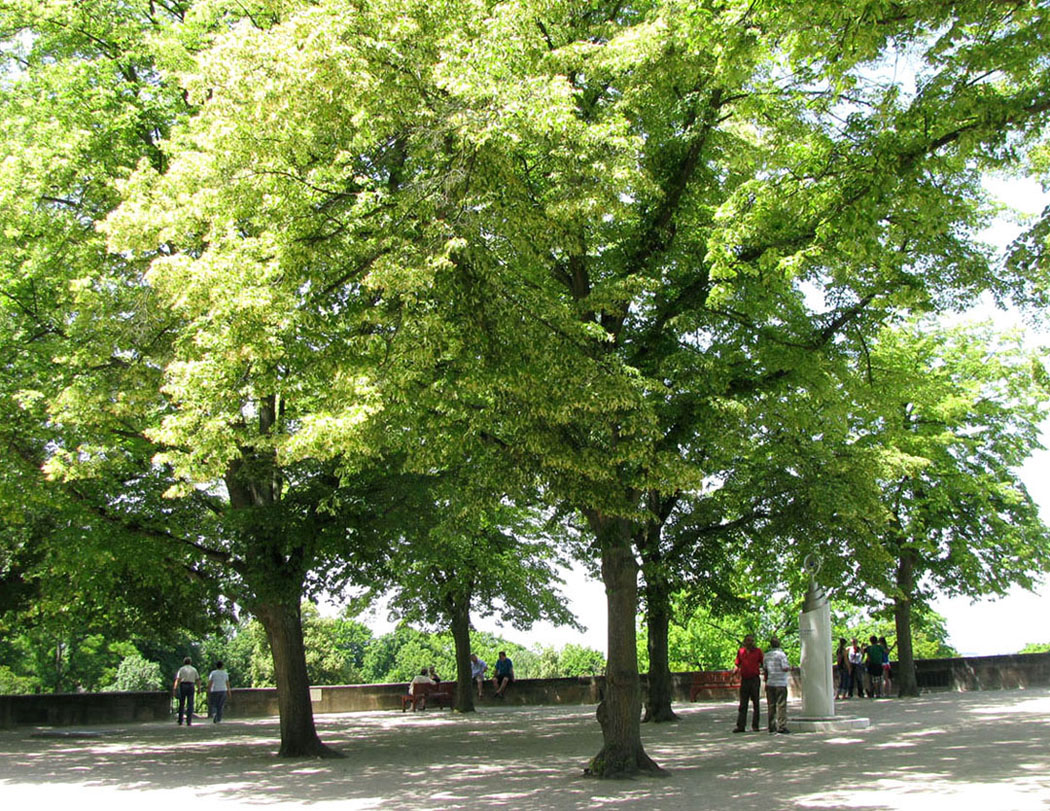 Нюрнберг, image of landscape/habitat.