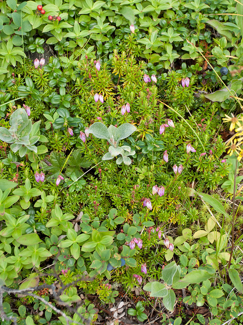 Кут Ярнышной губы, image of landscape/habitat.