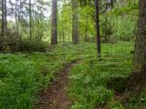 Замятино, image of landscape/habitat.