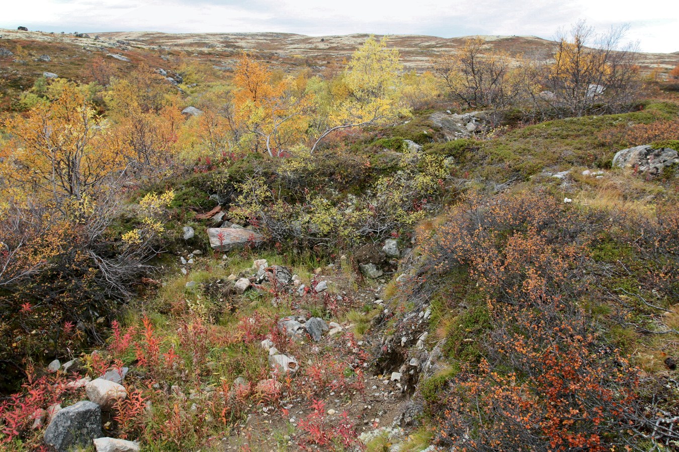 Тундра у Печенгской дороги, image of landscape/habitat.