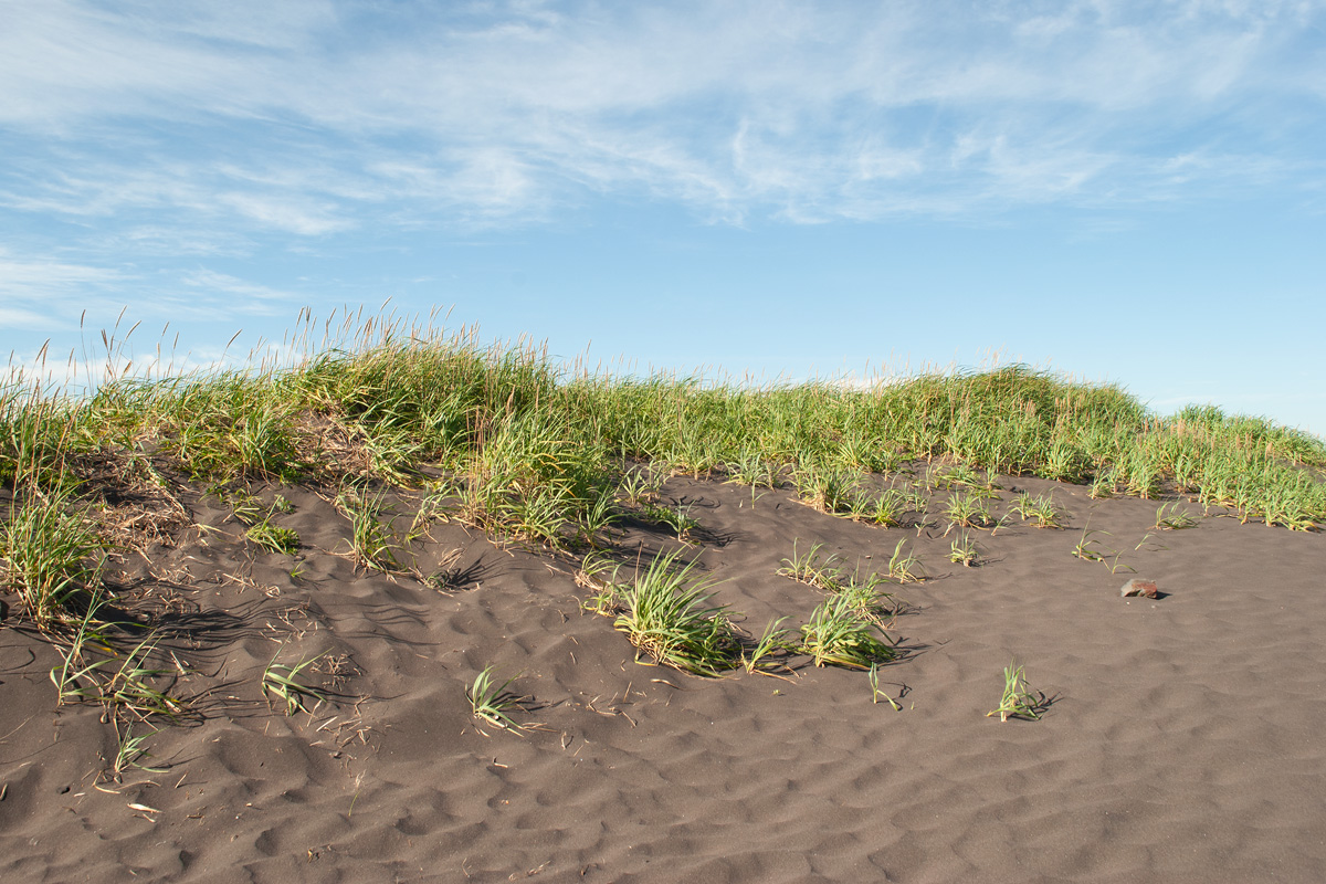 Халактырский пляж, image of landscape/habitat.