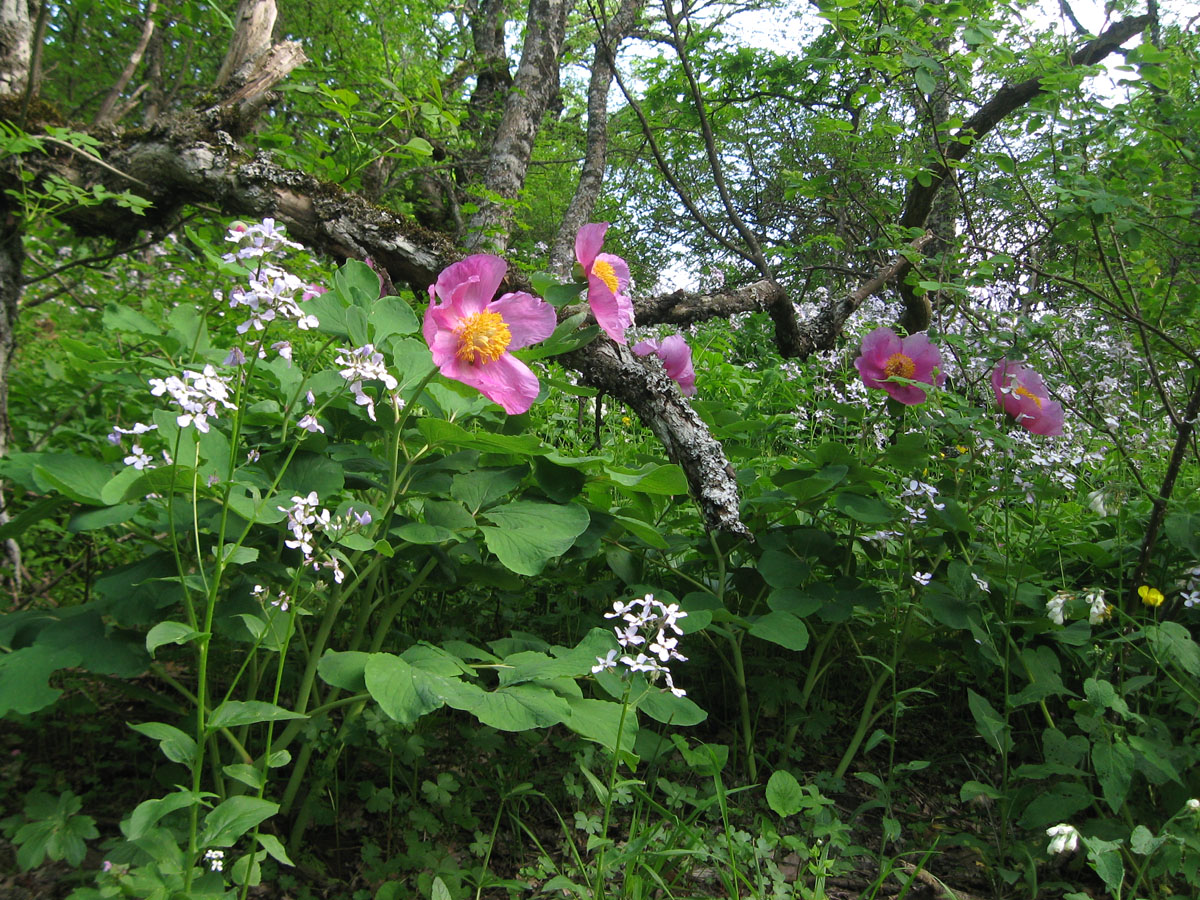 Чатал-Кая и окрестности, image of landscape/habitat.