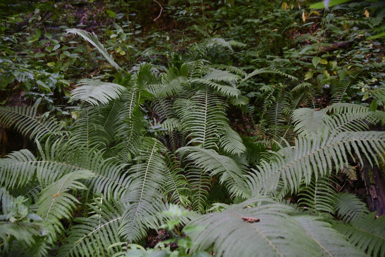 Долина ручья Сюк, image of landscape/habitat.