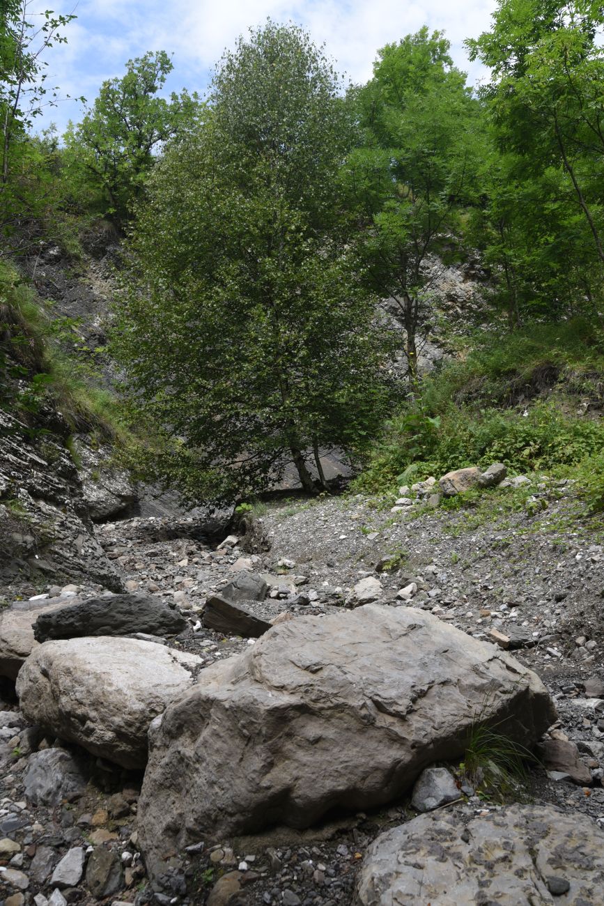 Левый приток возле дома Мухтара, изображение ландшафта.