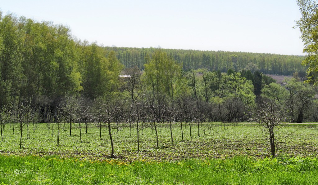 Музей-усадьба "Ясная Поляна", image of landscape/habitat.