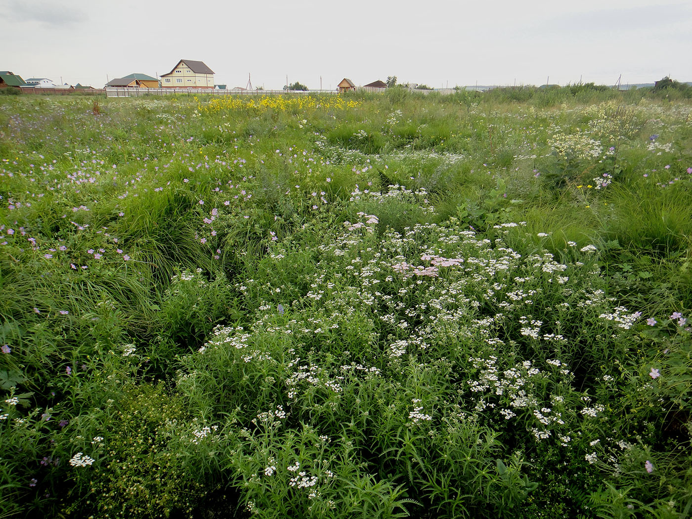 Позднякова, image of landscape/habitat.