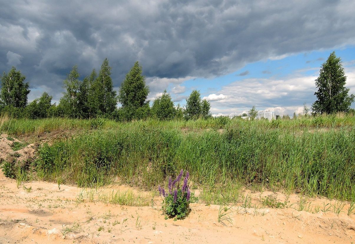 Электрогорск и его окрестности, image of landscape/habitat.