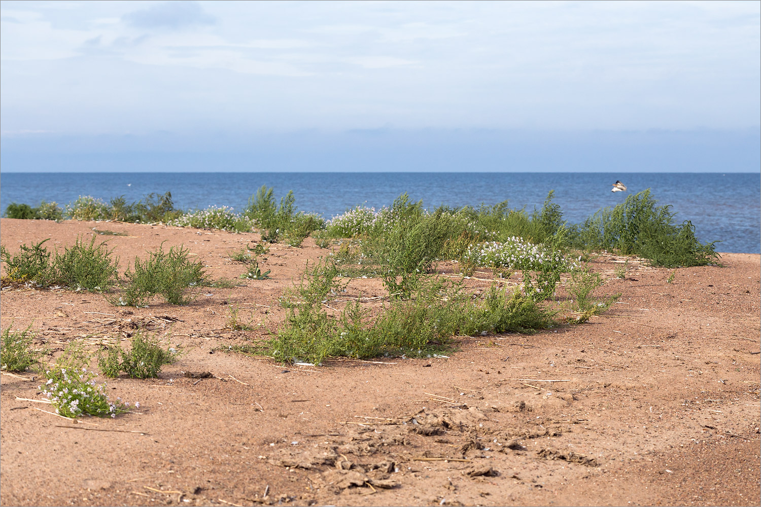 Кургальский риф, image of landscape/habitat.