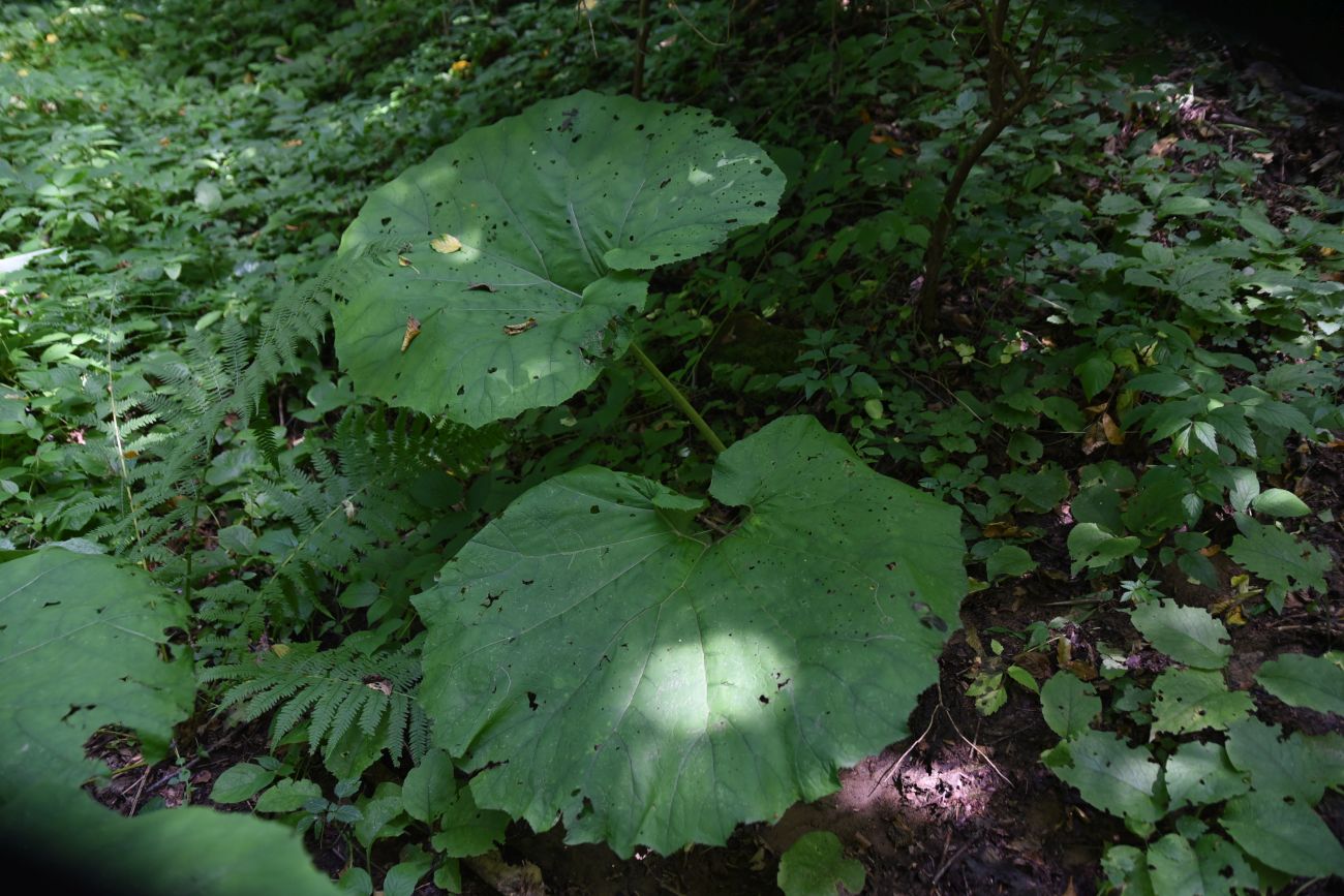 Долина ручья Сюк, image of landscape/habitat.