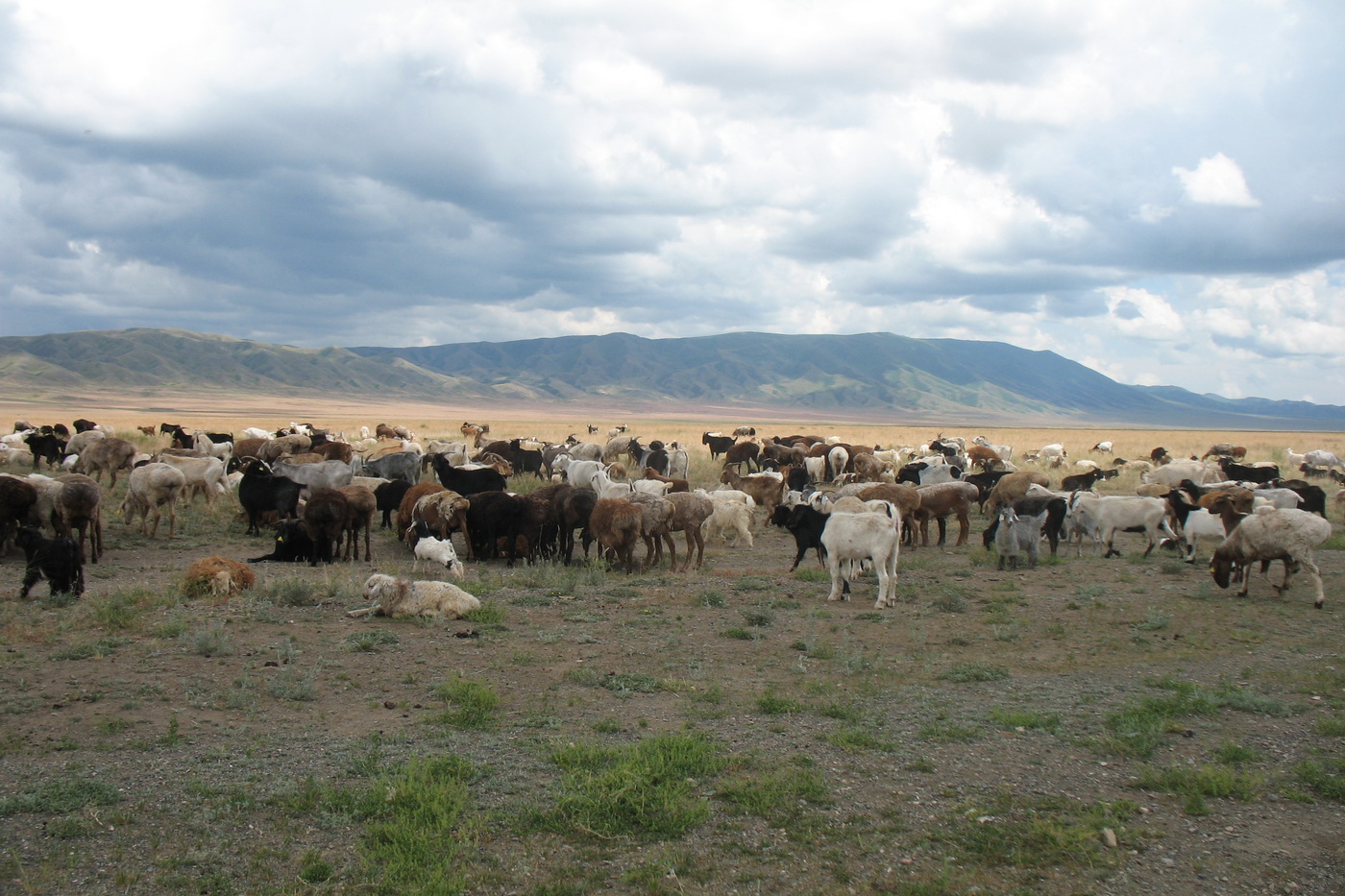 Шиликтинская впадина, image of landscape/habitat.