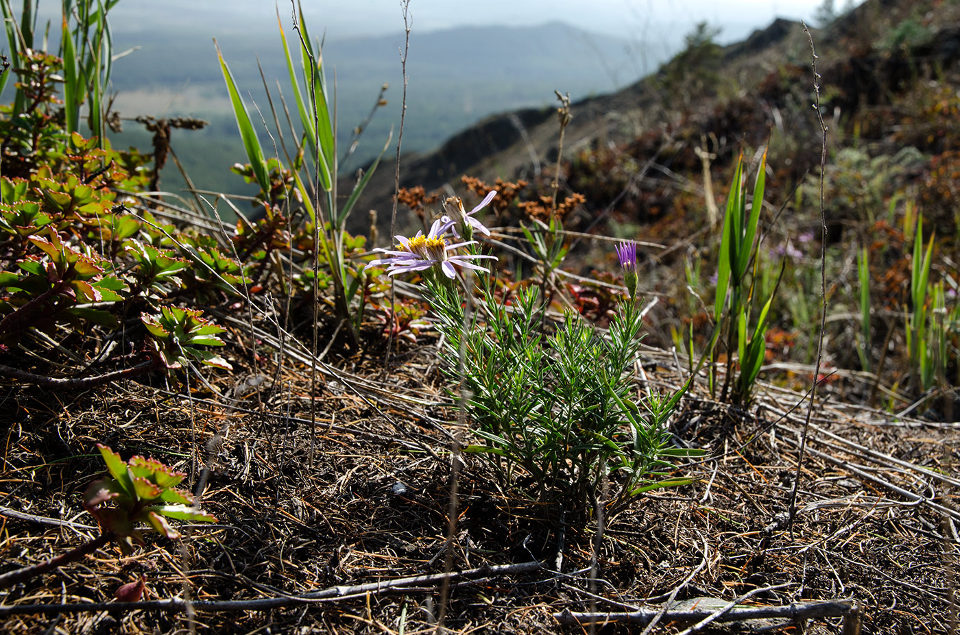 Акбура, image of landscape/habitat.