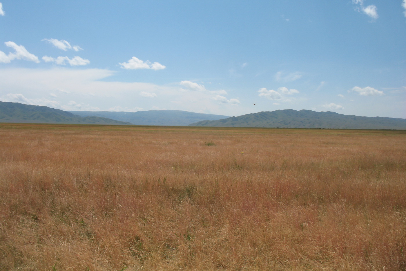 Шиликтинская впадина, image of landscape/habitat.